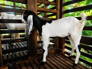 Jamnapari Goats