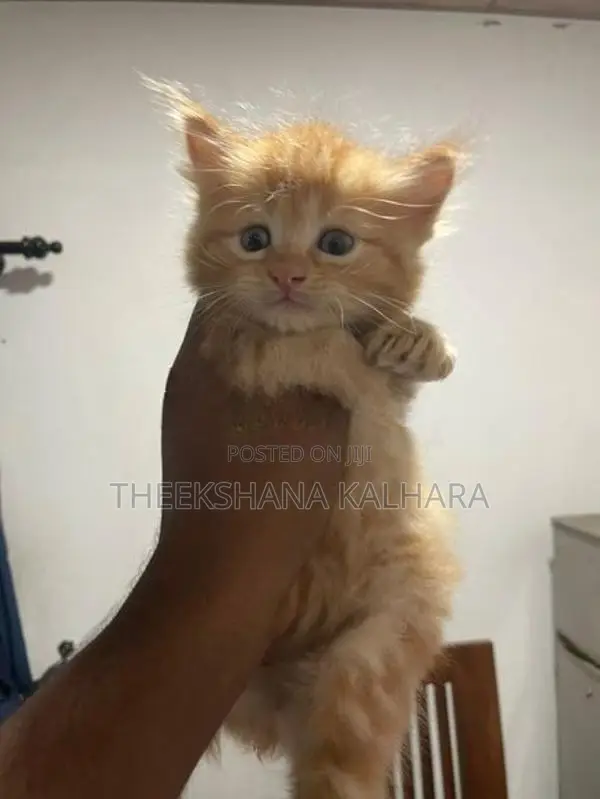 Persian Cat