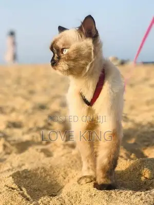 Persian Cat