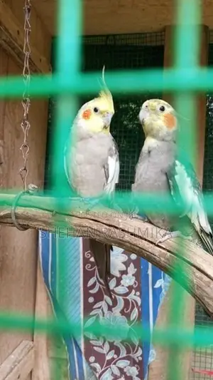 Cockatiel Birds