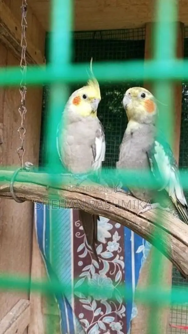 Cockatiel Birds