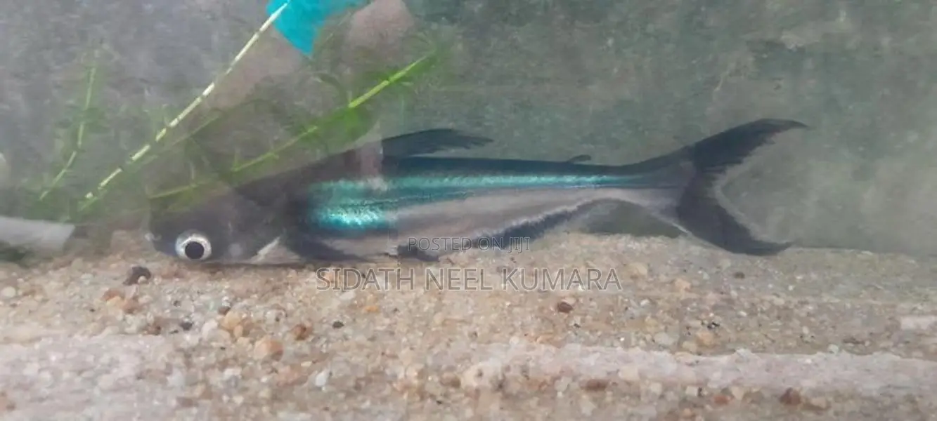 Giant Gourami with Catfish