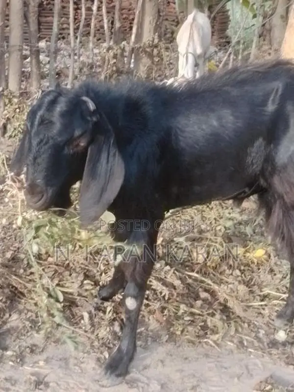 Farm Goat