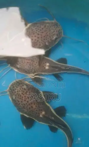 Red Tail Catfish
