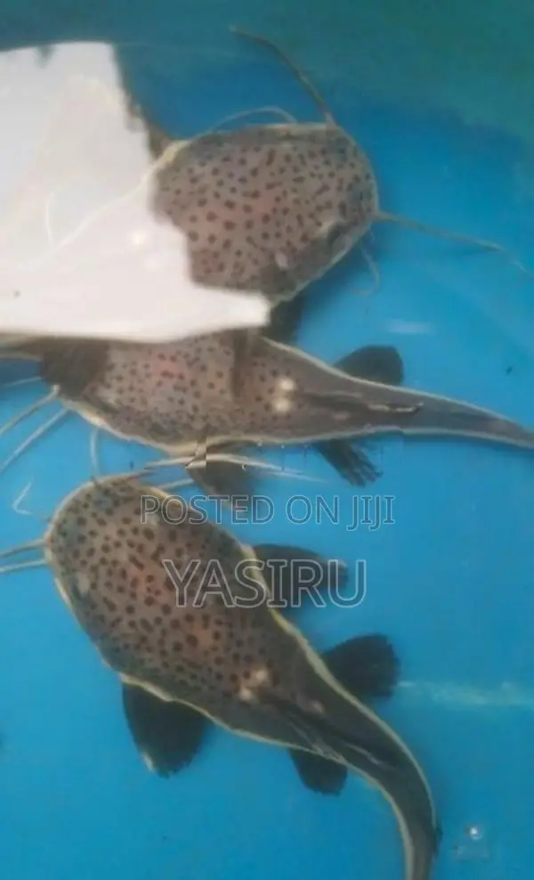 Red Tail Catfish