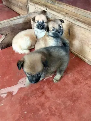 Lion Pommerian Puppies