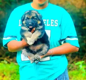German Shepherd Puppy