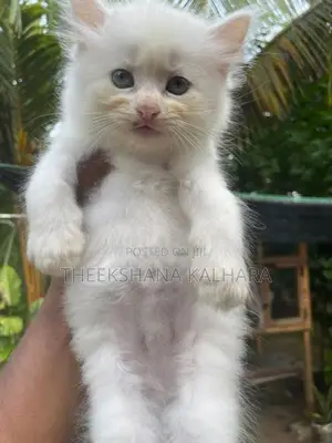 Persian Cat
