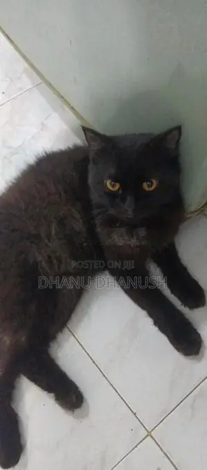පර්සියන් පූසන්