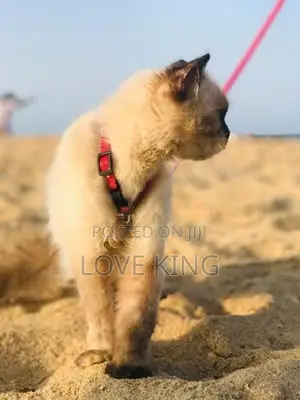 Persian Cat