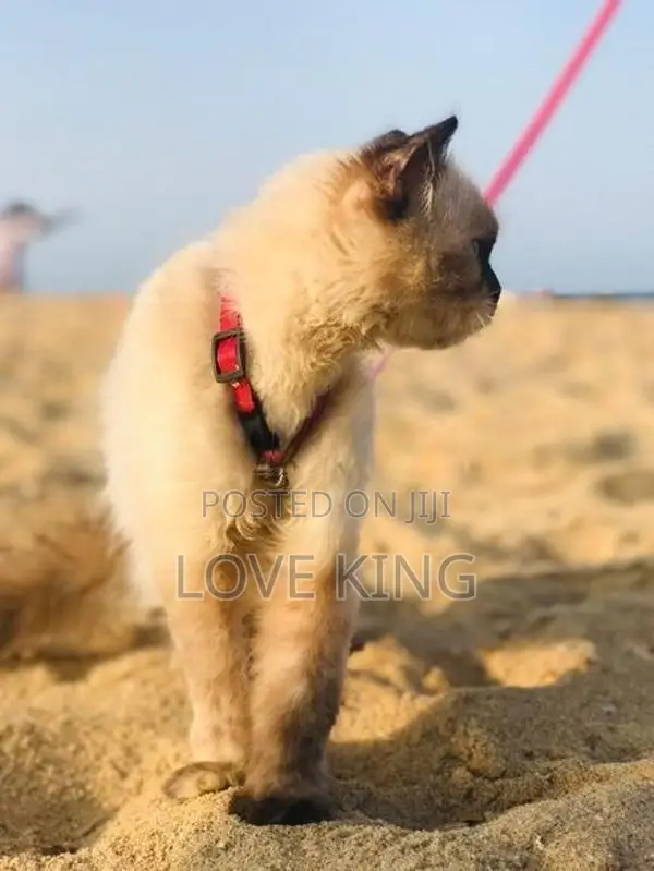 Persian Cat