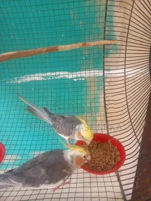 Cockatiel Birds