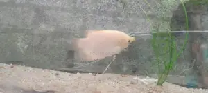 Giant Gourami with Catfish