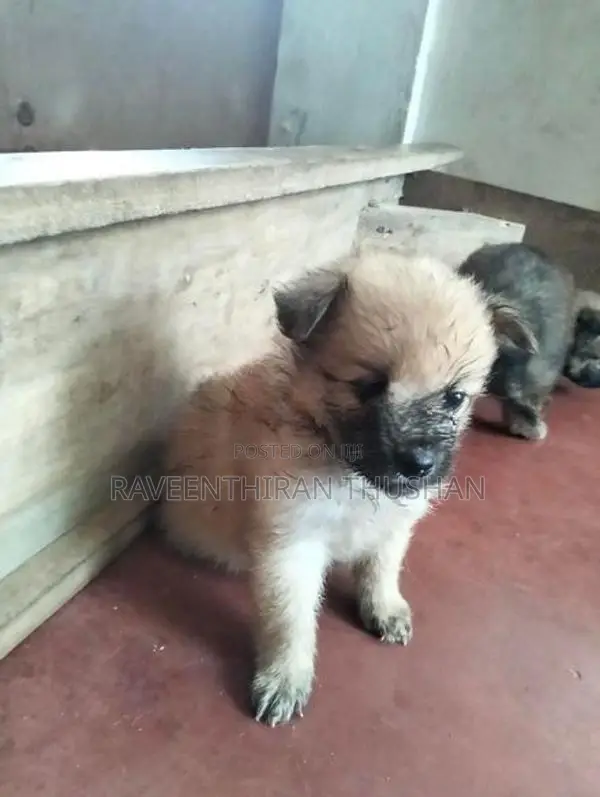 Lion Pommerian Puppies