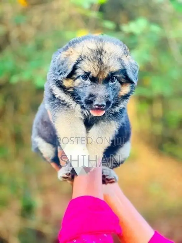 German Shepherd Puppy