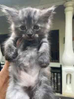 Persian Cat