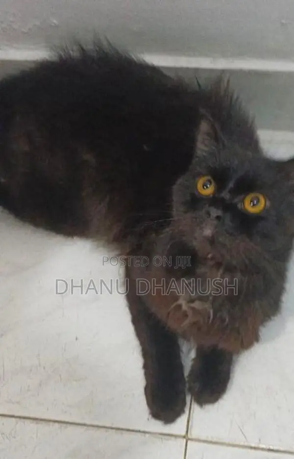පර්සියන් පූසන්