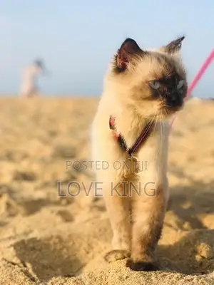 Persian Cat