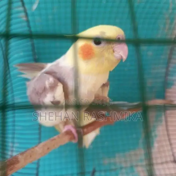 Cockatiel Birds