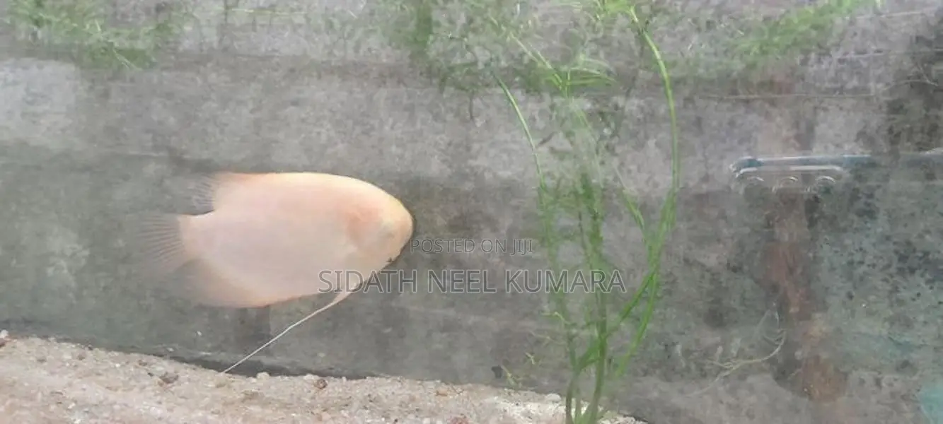 Giant Gourami with Catfish