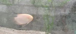 Giant Gourami with Catfish