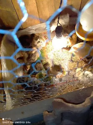 මාසයක් වයස ගම් කුකුල් පැටව්