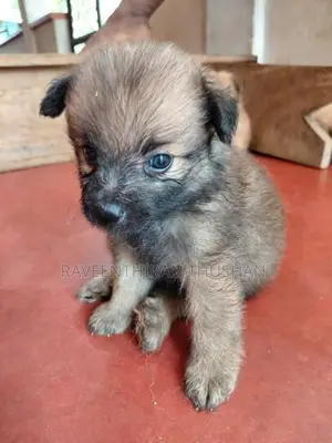 Lion Pommerian Puppies