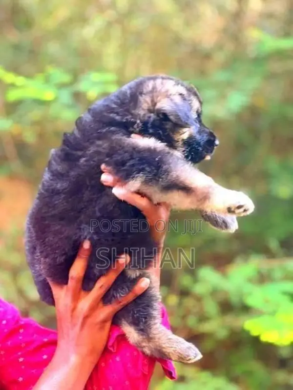 German Shepherd Puppy