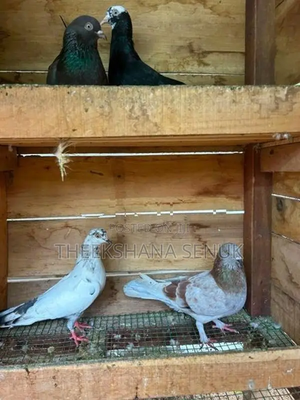 Pigeons