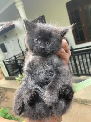 Persian Cat