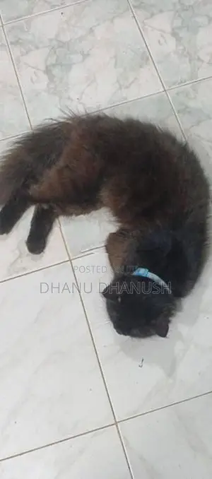 පර්සියන් පූසන්
