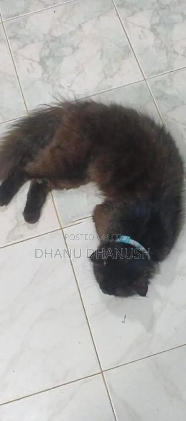 පර්සියන් පූසන්