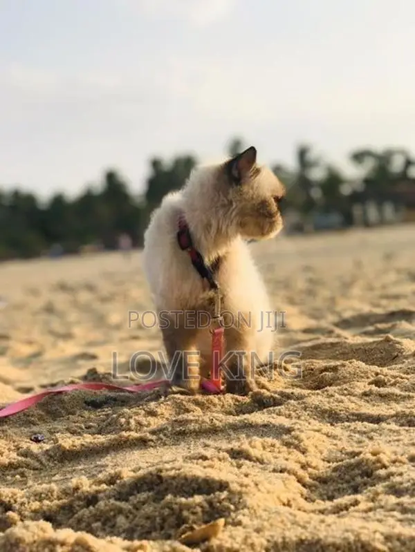 Persian Cat