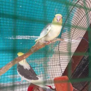 Cockatiel Birds