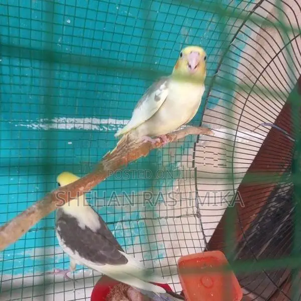 Cockatiel Birds