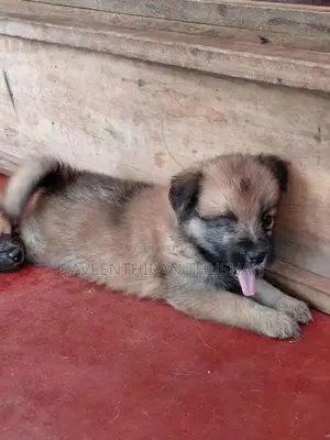 Lion Pommerian Puppies