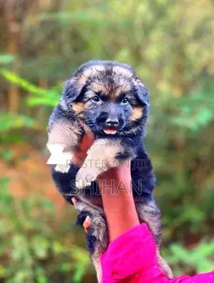 German Shepherd Puppy
