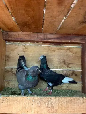 Pigeons
