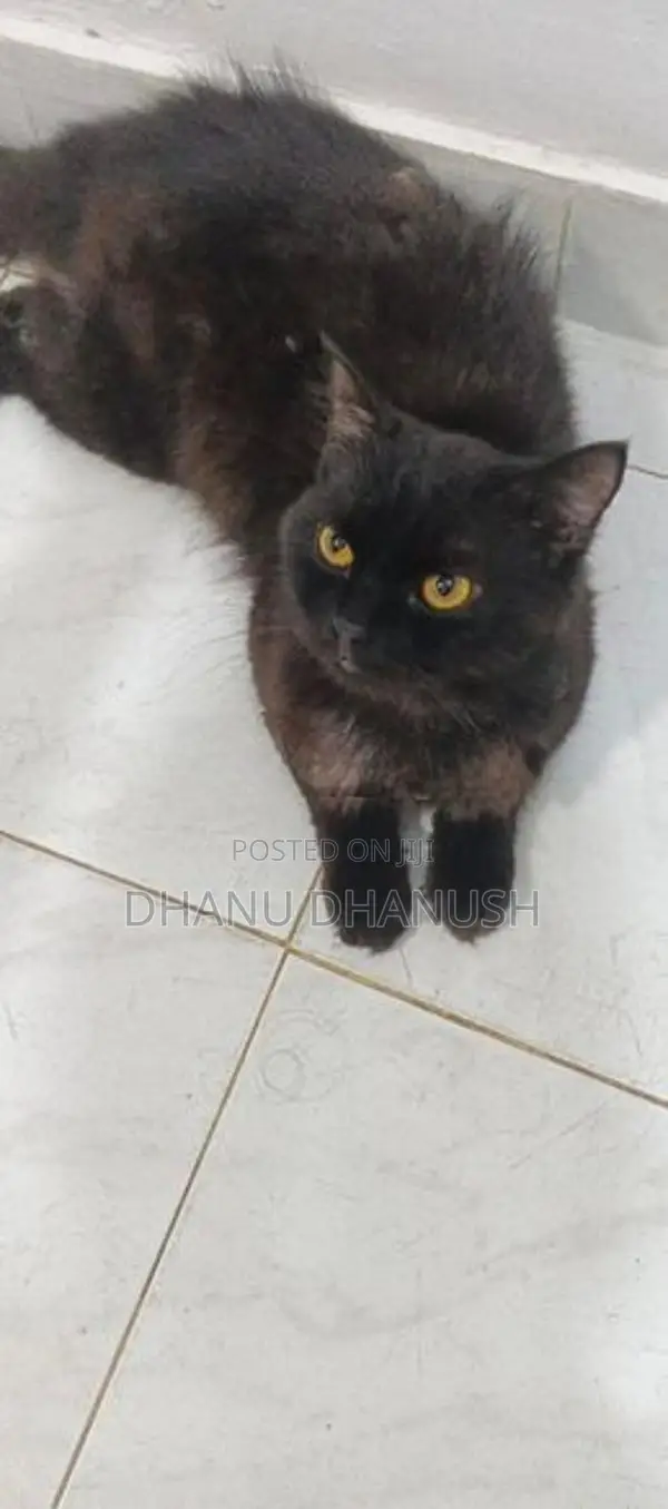 පර්සියන් පූසන්