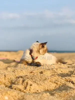Persian Cat