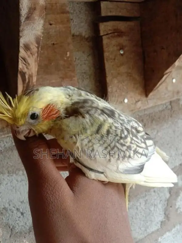 Cockatiel Birds