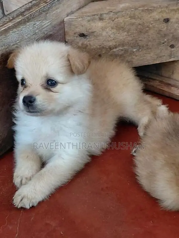 Lion Pommerian Puppies