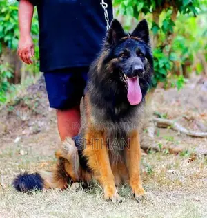 German Shepherd Puppy