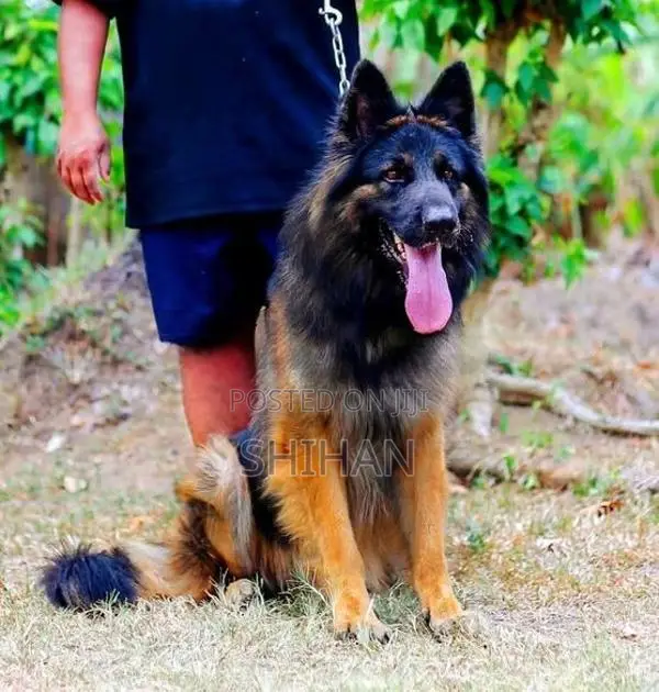 German Shepherd Puppy