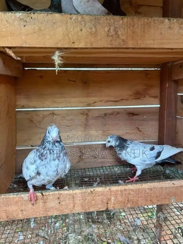 Pigeons