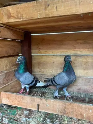 Pigeons