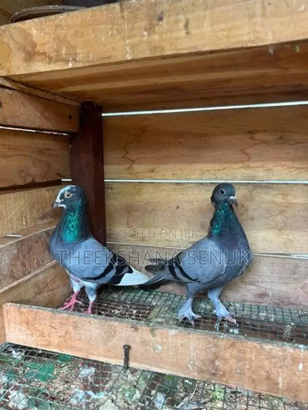 Pigeons