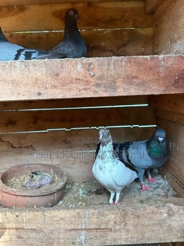Pigeons