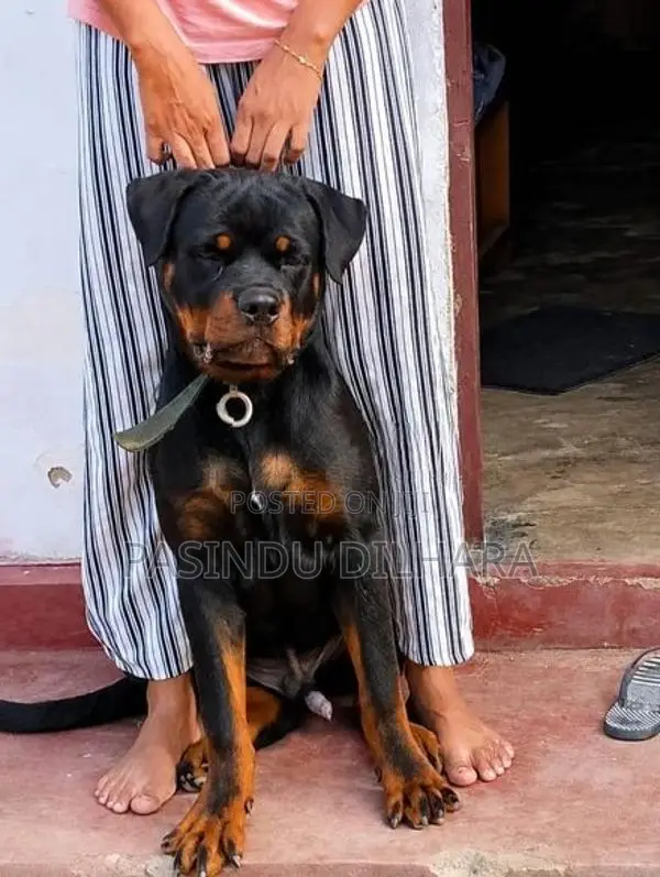 රොට්වයලට් මෙල්