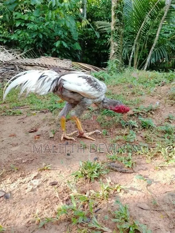 Rooster